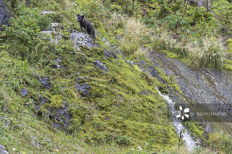 堪察加彼得岛北极狐图片素材