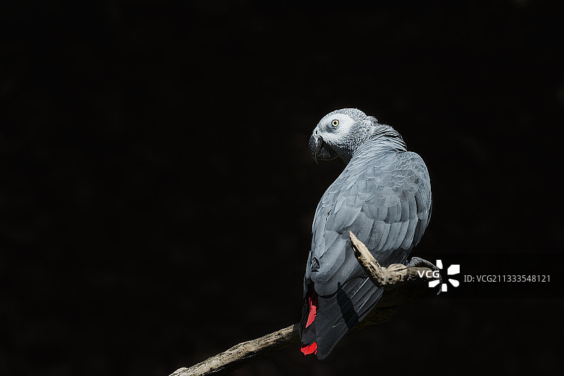 非洲赤道地区的灰鹦鹉图片素材