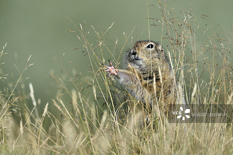 北极地松鼠，卡特迈国家公园，阿拉斯加州图片素材