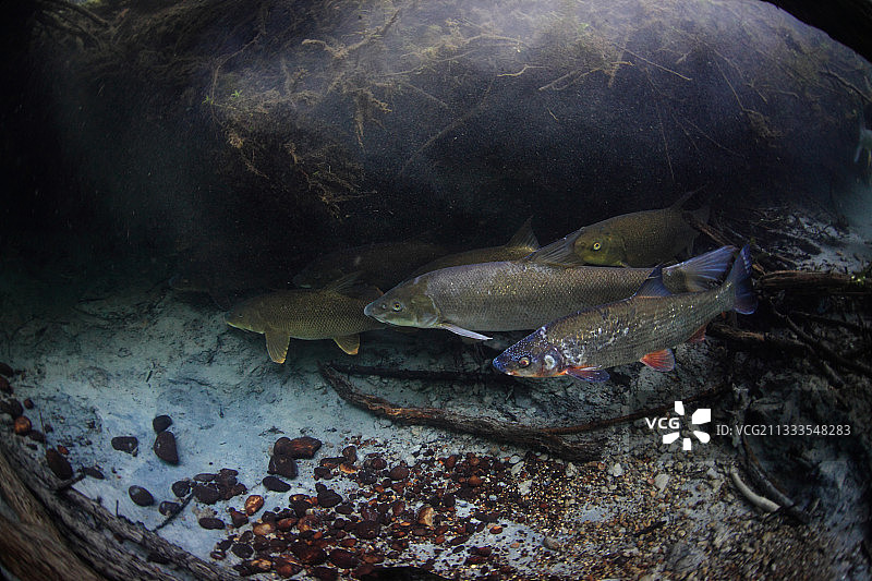 罗纳河死水臂中的鲃鱼和普通鳊鱼群（前景中的鳊鱼没有生病，它正处于繁殖期的婚礼盛装中，萨瓦省，法国）图片素材