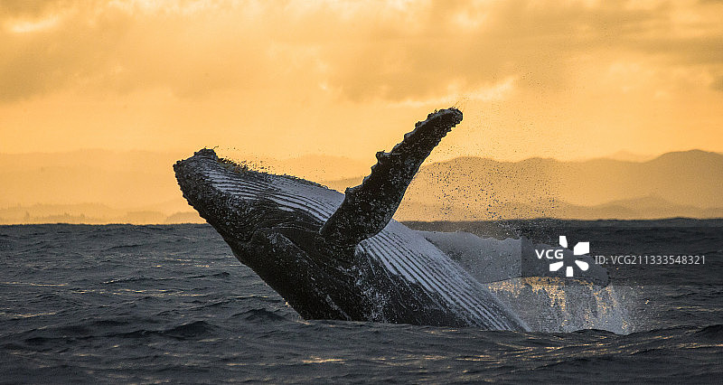 座头鲸跃出水面。美丽的跳跃。罕见的照片。马达加斯加圣玛丽岛图片素材