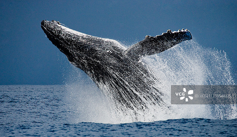 座头鲸跃出水面。美丽的跳跃。罕见的照片。马达加斯加圣玛丽岛图片素材
