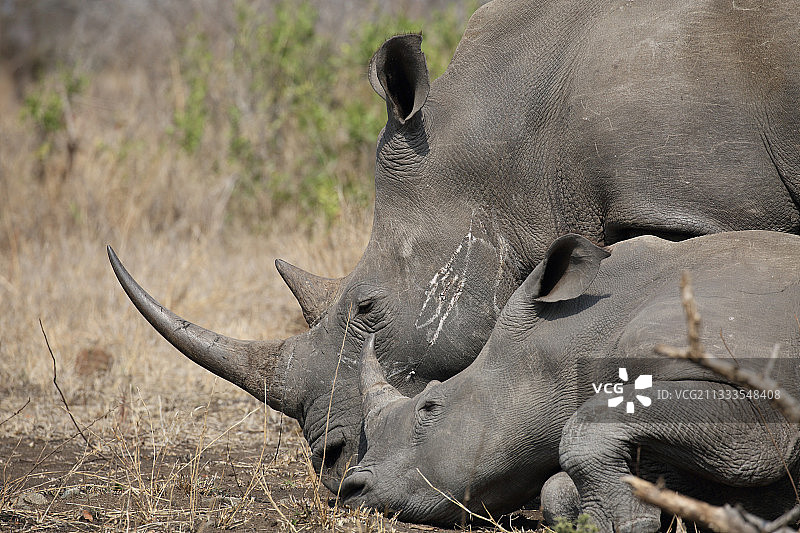 幼年白犀牛在成年犀牛旁，南非克鲁格图片素材