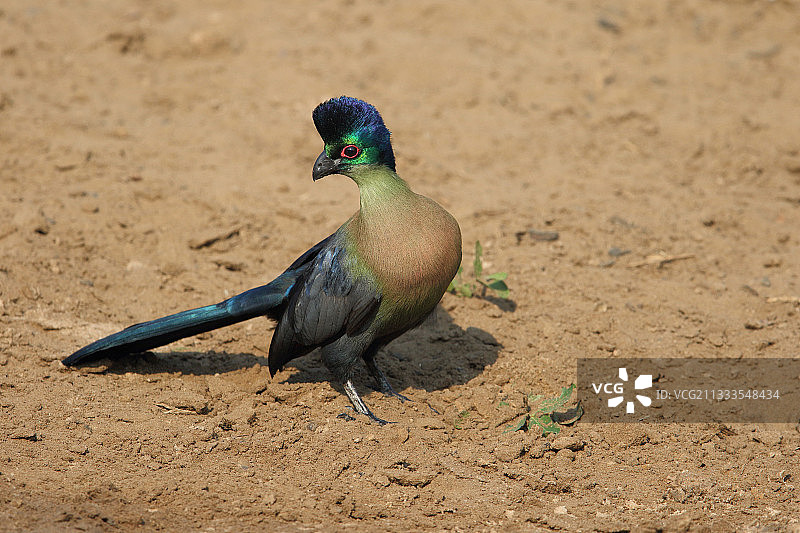 紫冠蕉鹃（Tauraco porphyreolophus），南非图片素材