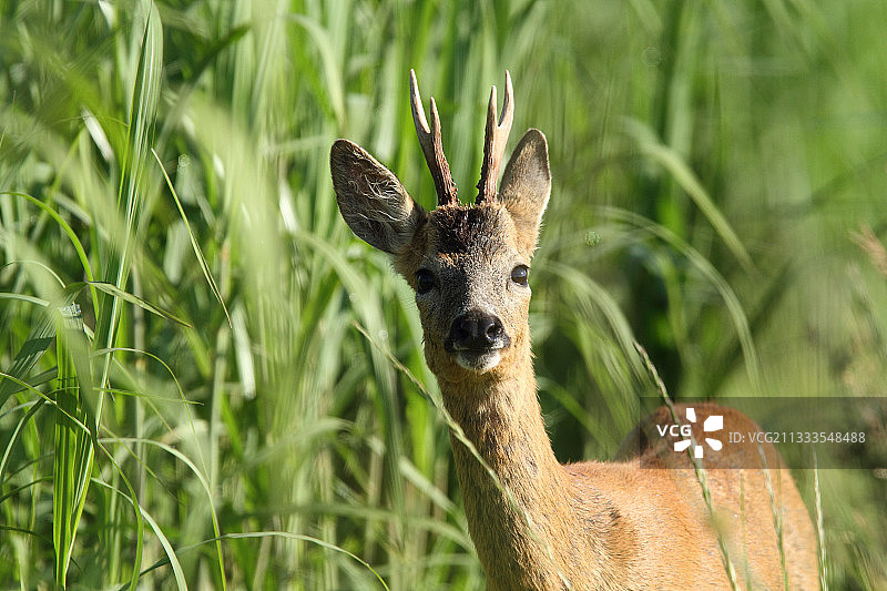 法国诺曼底草地上的欧洲狍图片素材
