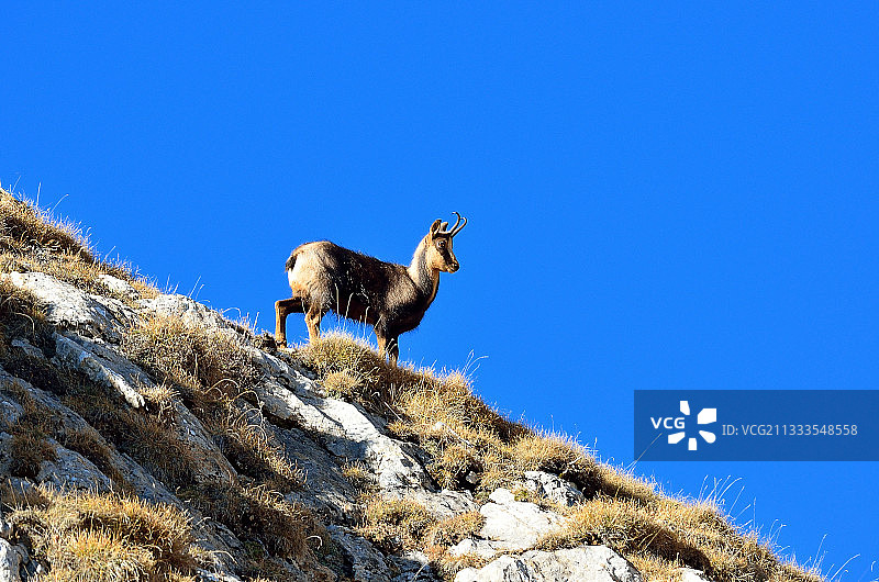 比利牛斯山脉的棕色欧洲盘羊图片素材