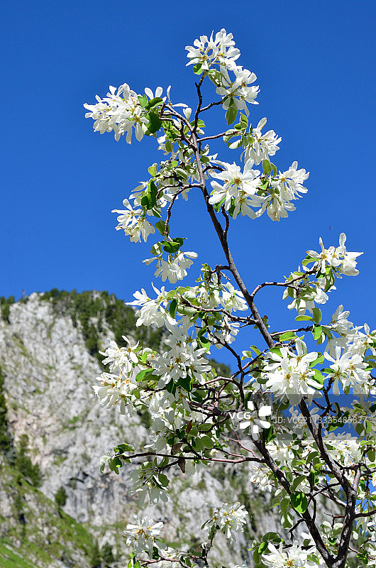 雪后的唐棣树（石生唐棣），生境：石灰岩岩壁，山地至亚高山，西班牙阿拉贡比利牛斯山脉图片素材