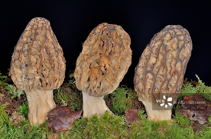 经典黄色羊肚菌（Morchella esculenta），产地：法国比利牛斯山脉的硬木沙质土壤图片素材