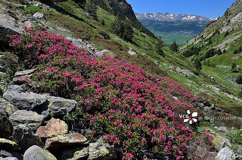 铁锈色杜鹃，法国比利牛斯山艾因自然保护区图片素材