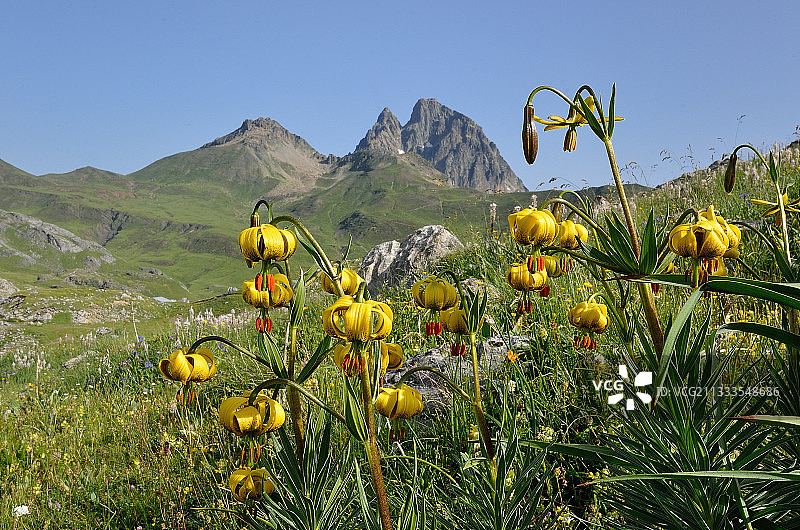 比利牛斯山脉的淡黄色土耳其帽百合图片素材