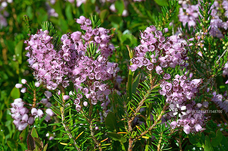 康沃尔石楠与法国比利牛斯山脉图片素材