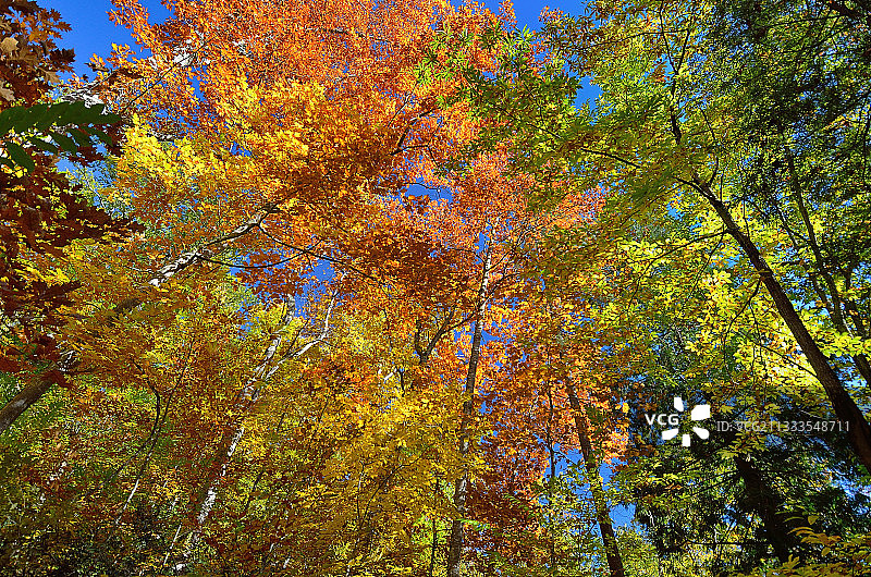 法国贝arn地区秋季栗树和北部红橡树林图片素材