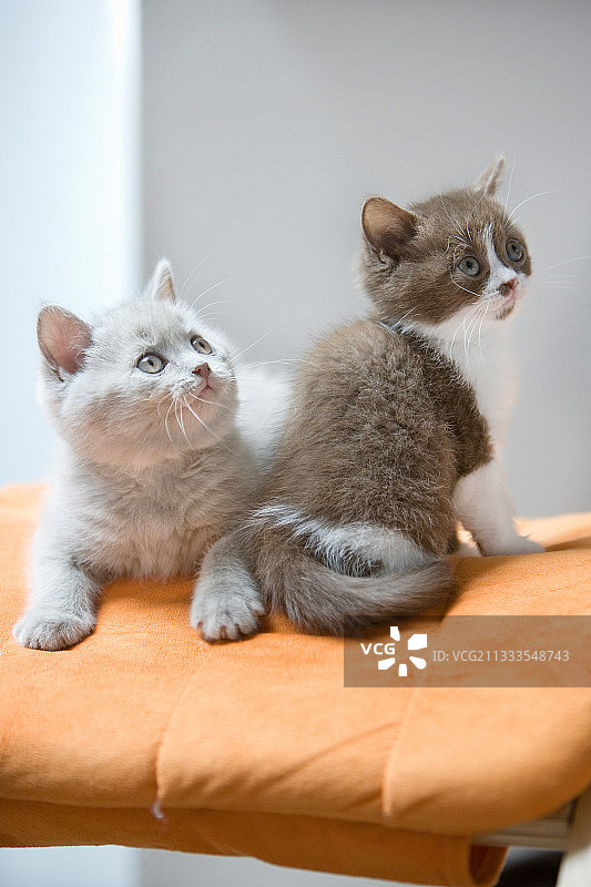 英国短毛猫幼崽，法国阿尔萨斯图片素材