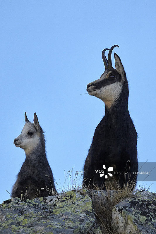 白化症阿尔卑斯羚羊幼崽，法国梅康图尔国家公园图片素材