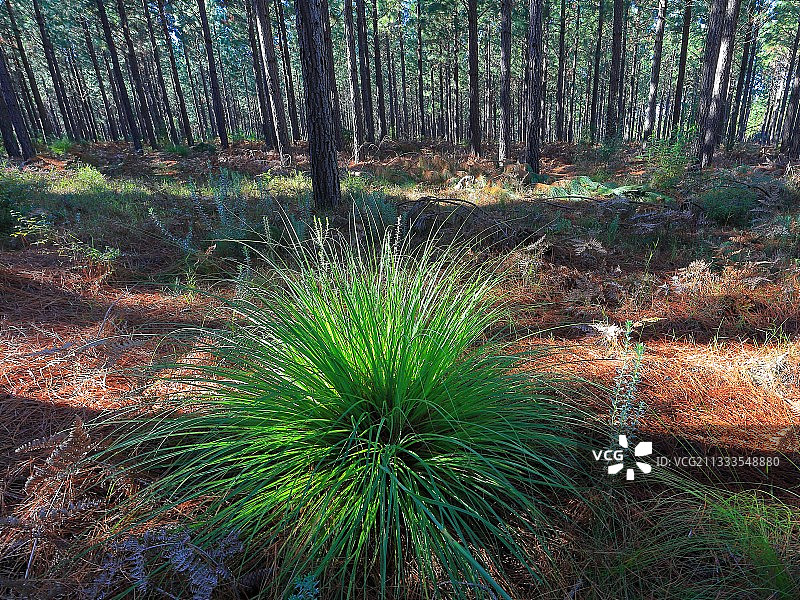 南非齐齐卡马国家公园芒草图片素材