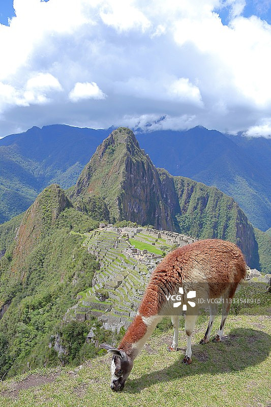 秘鲁安第斯山脉马丘比丘印加古城遗址前的羊驼，瓦纳比丘山峰耸立图片素材