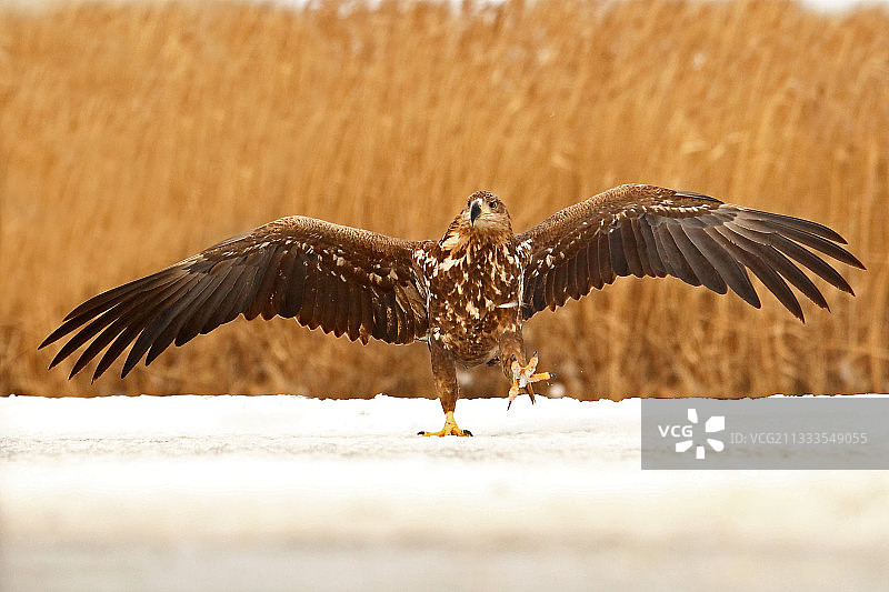在雪地上行走的幼年白尾海雕（Haliaeetus albicilla），匈牙利图片素材