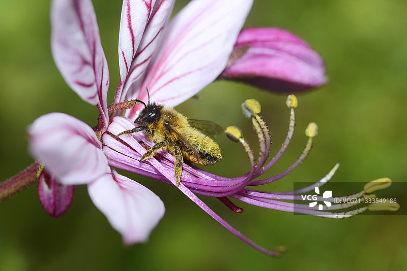 切叶蜂图片素材