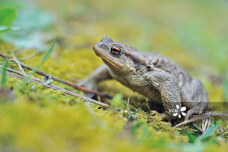 花园苔藓上的普通蟾蜍（Bufo bufo）雄性，埃罗，法国图片素材