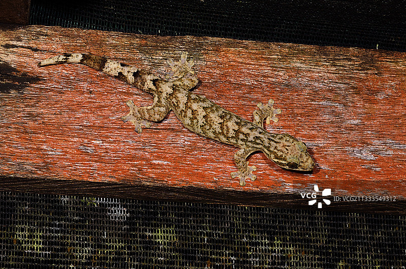 非洲原产热带家壁虎图片素材