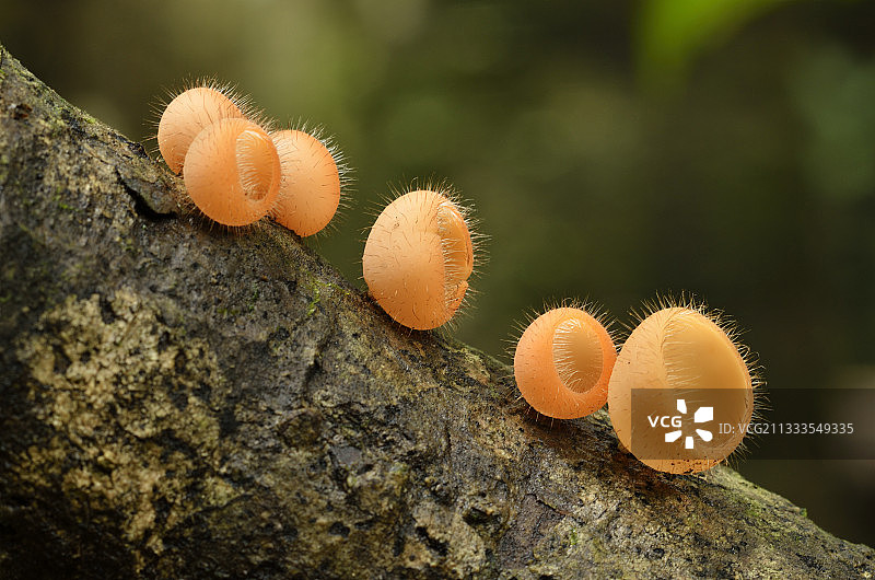 法属圭亚那圭亚那亚马逊公园的杯状真菌图片素材