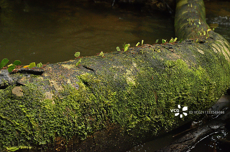 法属圭亚那亚马逊公园中穿过溪流的切叶蚁图片素材