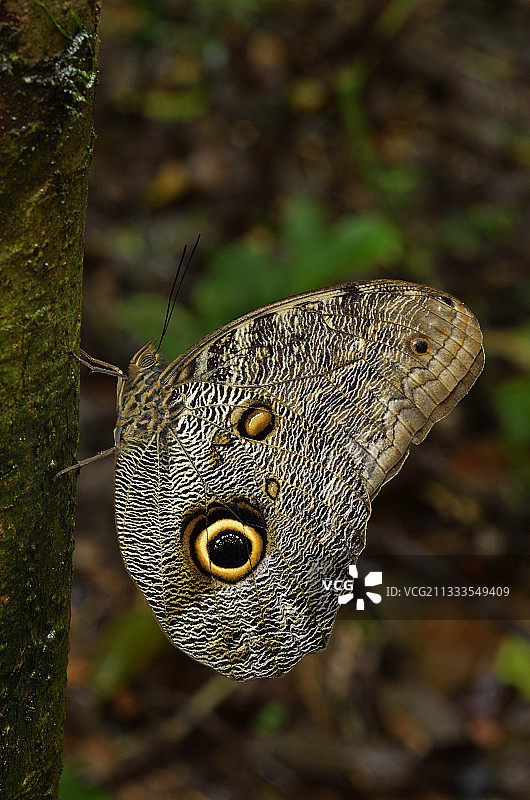 法属圭亚那特雷索尔地区自然保护区内，巨型猫头鹰栖息在树干上图片素材