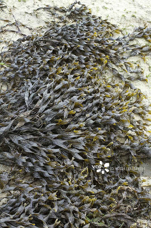 墨角藻，法国阿摩尔滨海科泰图片素材