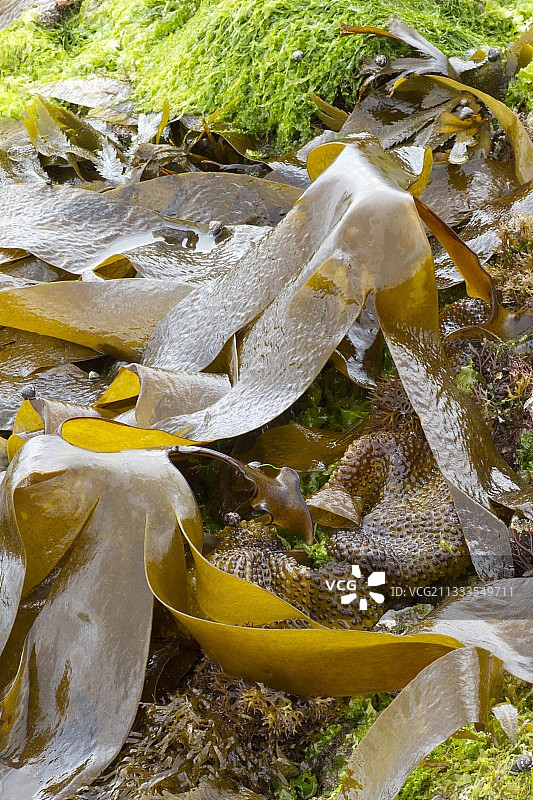 退潮时的褶皱图片素材