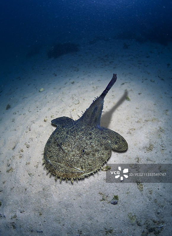 安康鱼，鮟鱇，背视图。沙质海底，合成图像。葡萄牙。合成图像图片素材