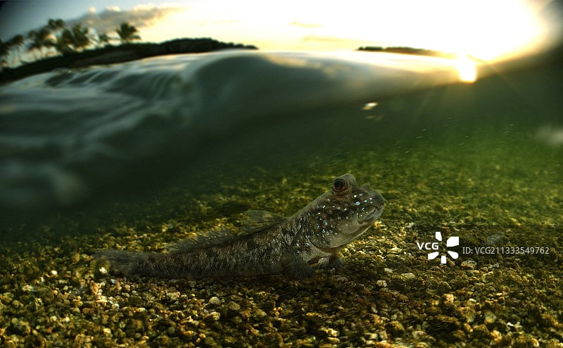 葡萄牙圣多美岛大西洋弹涂鱼图片素材