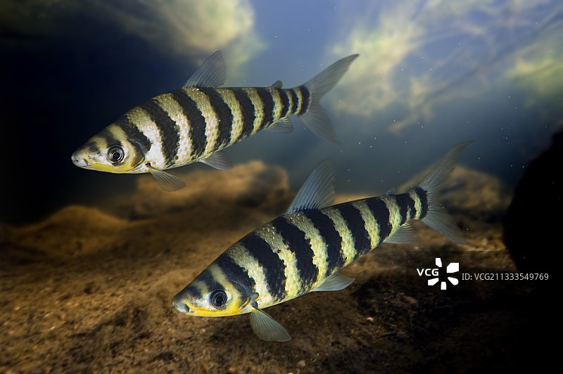 带纹双孔鱼图片素材