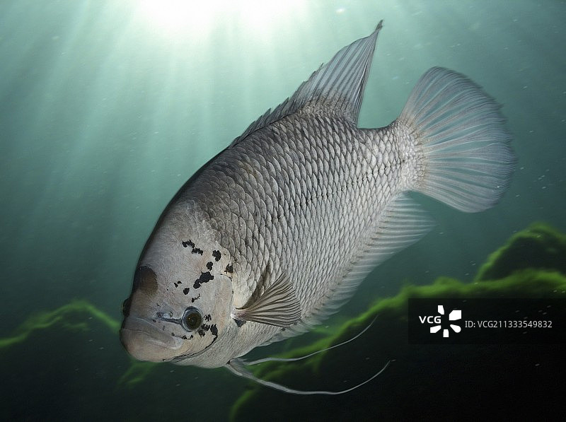 巨型丝足鲈。综合图像。葡萄牙。综合图像图片素材