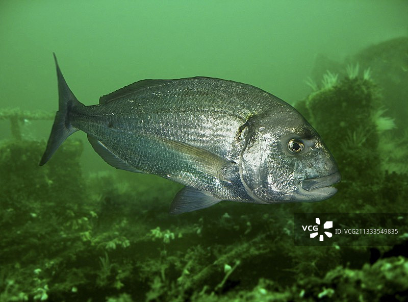 金头鲷；侧视图。葡萄牙合成图像图片素材