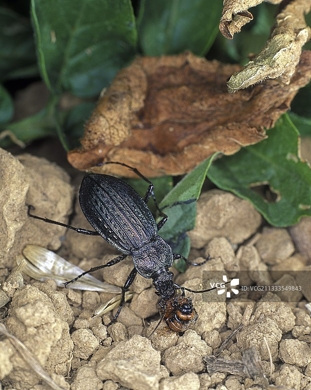 正在吃科罗拉多甲虫幼虫的步行虫（Carabus granulatus），葡萄牙图片素材