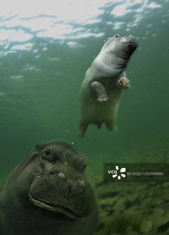 河马母子合成图图片素材
