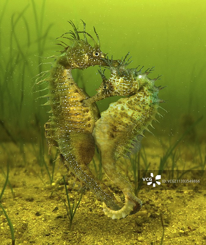 长吻海马交配合成图图片素材