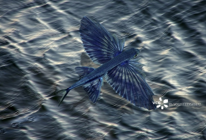 地中海飞鱼图片素材