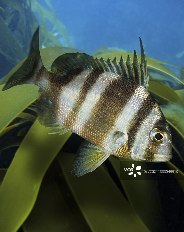 红带鲷幼鱼的侧面图，葡萄牙图片素材