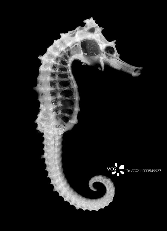 海马X光片，葡萄牙图片素材