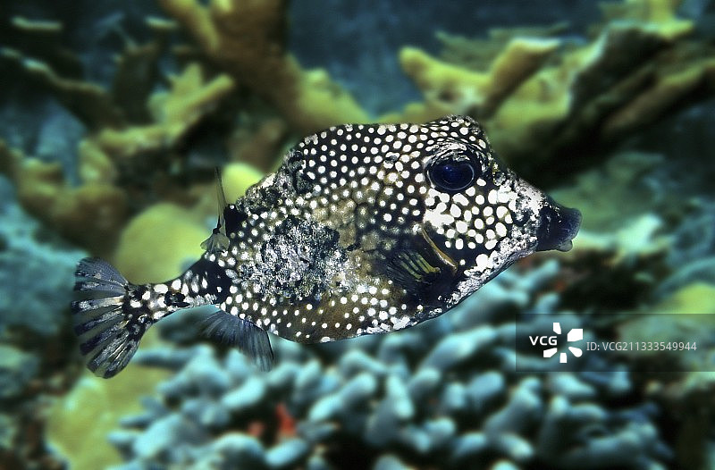 箱鲀幼鱼图片素材