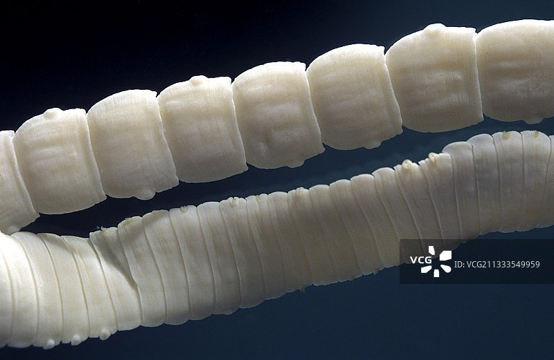 猪肉绦虫细节，葡萄牙图片素材