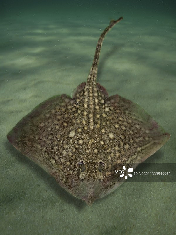 棘背鳐鱼背部视角合成图图片素材