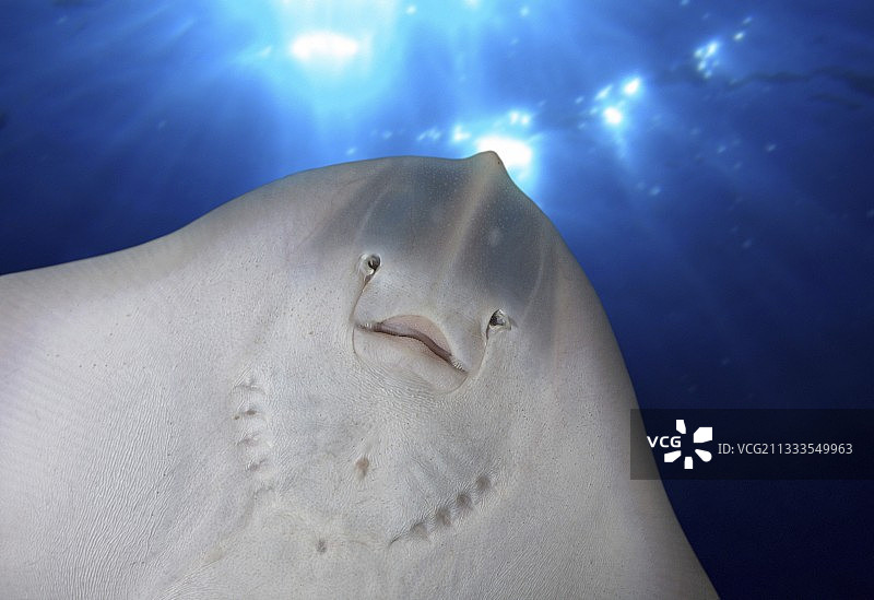 鳐鱼幼鱼腹部图片素材