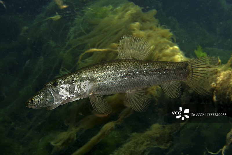 狼牙鱼，正在捕食另一条鱼。葡萄牙合成图像图片素材