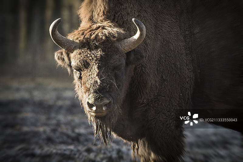 欧洲野牛（Bison bonasus），比利时汉公园图片素材