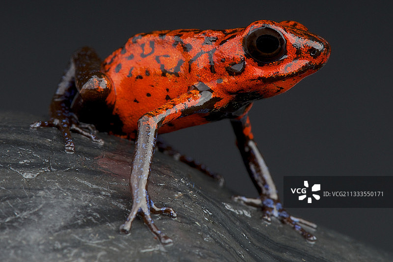 草莓箭毒蛙（Oophaga pumilio），巴拿马图片素材