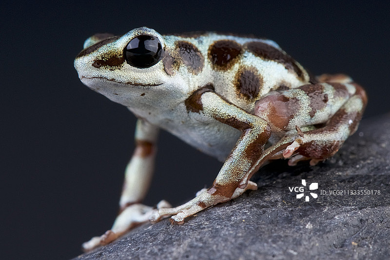 巴拿马草莓蛙图片素材