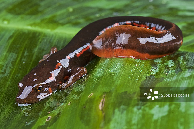 中国东方蝾螈图片素材