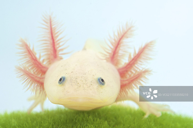 墨西哥钝口螈图片素材